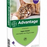 Advantage Katze