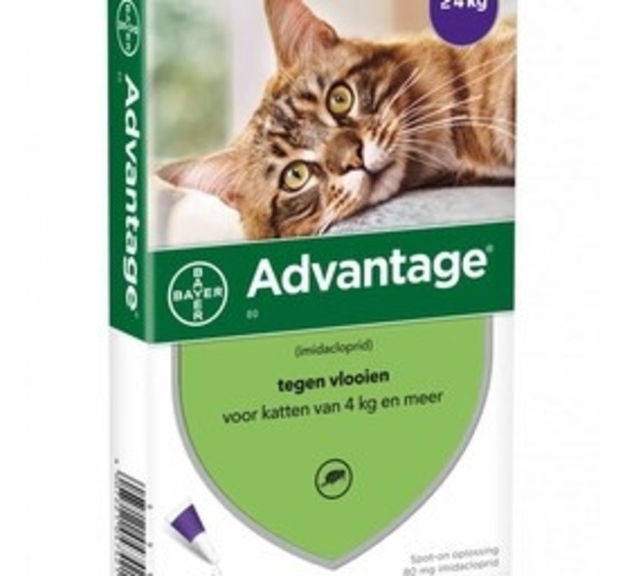 Advantage Katze Spot On Behandlung Von Flöhe Bei Katzen