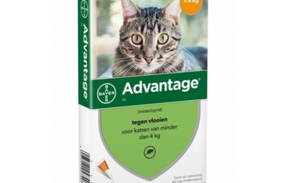 Advantage Katze