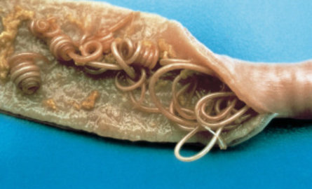 Lesen Sie alles über die Bekämpfung von Würmern bei Hunden und Katzen.