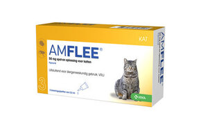Amflee Katze