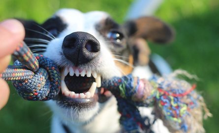 Dental Care Dog and Cat