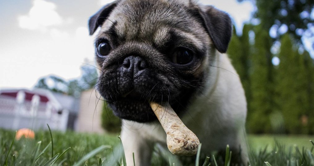Which food is the best for your dog?