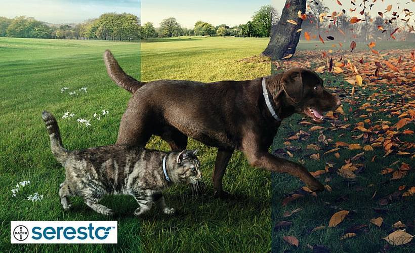 Seresto: The long-lasting solution against fleas and ticks!