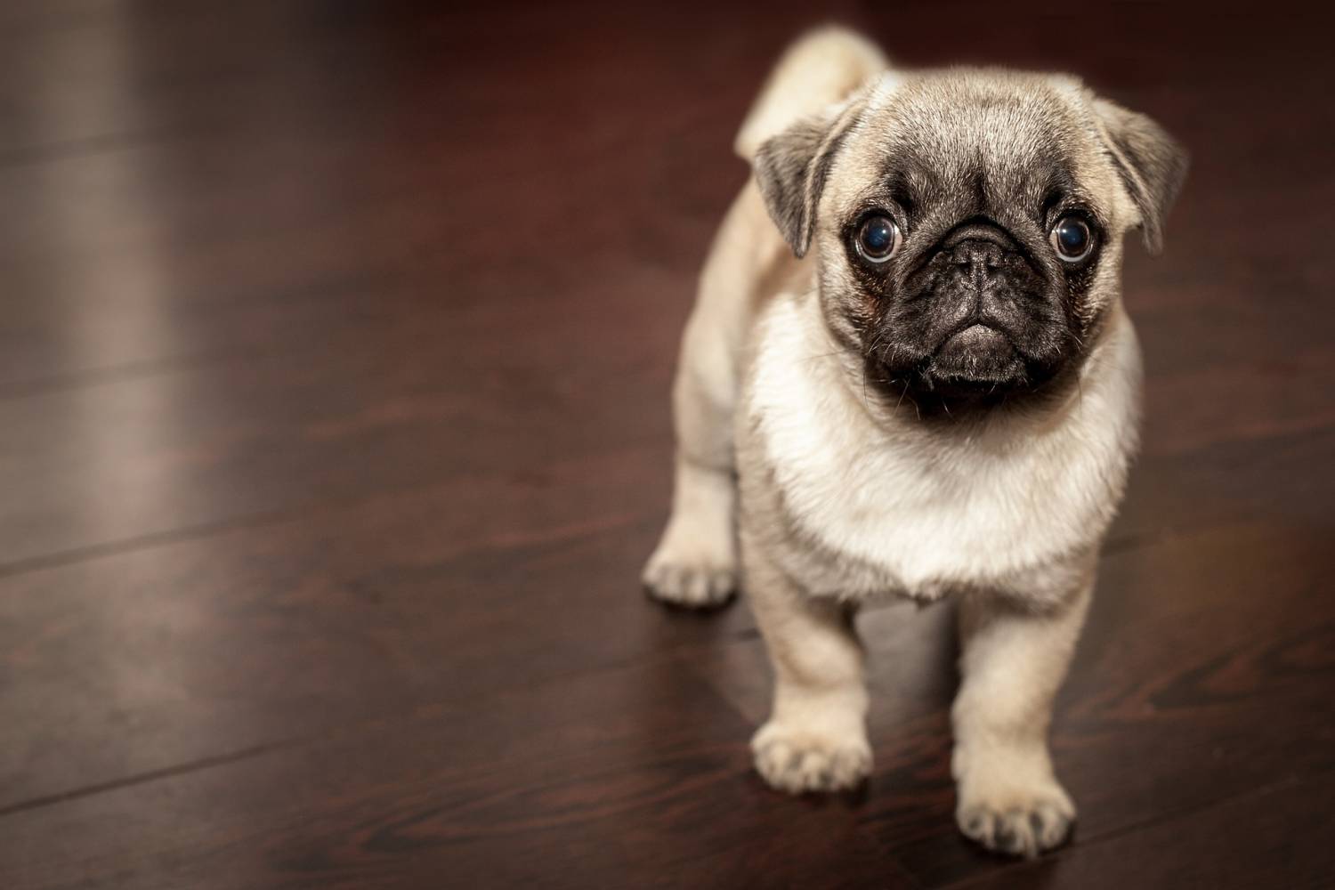 How to housetrain your puppy