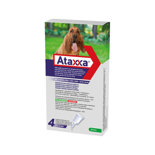 Ataxxa Dog