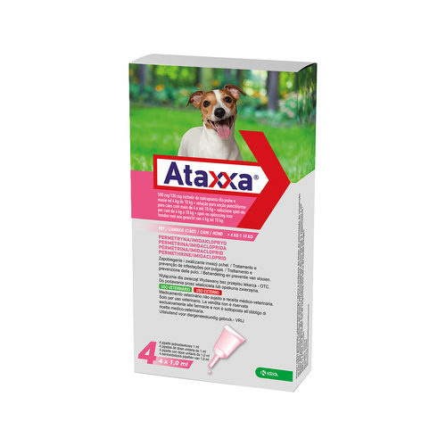 Ataxxa Hond