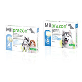 Milprazon Hund