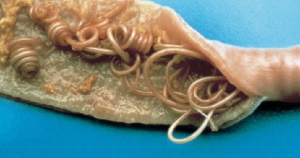 Read all the ins & outs about worm control in dogs and cats