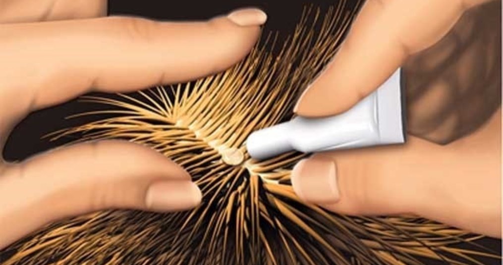 How to apply a spot-on pipette against external parasites such as fleas or ticks