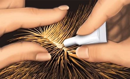 How to apply a spot-on pipette against external parasites such as fleas or ticks
