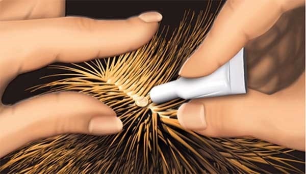 How to apply a spot-on pipette against external parasites such as fleas or ticks