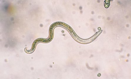 How to Tell If You Dog Has Worms & How To Get Rid of Them