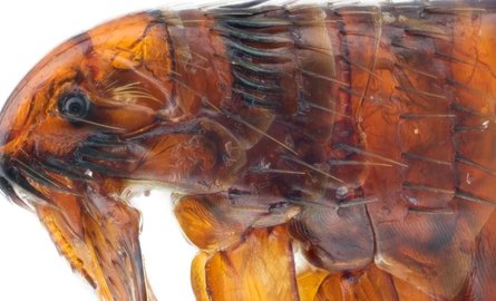 Cat Fleas: The Easiest Way To Get Rid Of Them