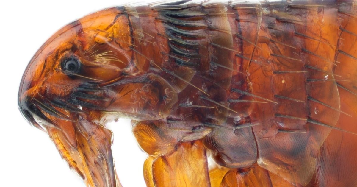 Cat Fleas: The Easiest Way To Get Rid Of Them