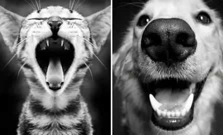 Hoe het gebit van honden & katten gezond te houden?