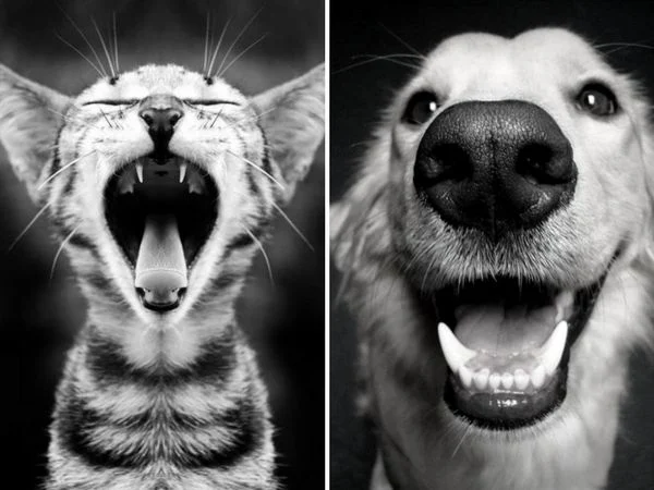 Hoe het gebit van honden & katten gezond te houden?