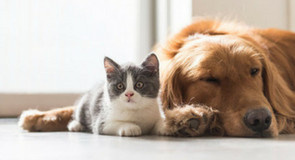 Wormen bij de hond en kat