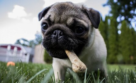 Welk voer past het best bij jouw hond?
