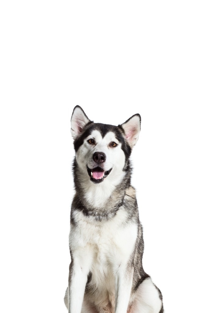Pannello Decorativo In PVC Per Cane – Alaskan Malamute 02 – 20x10 Cm – Resistente E Anti-UV