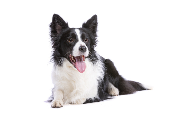 son border collie retrievers