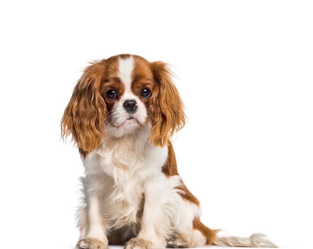 Cavalier King Charles Spaniel 