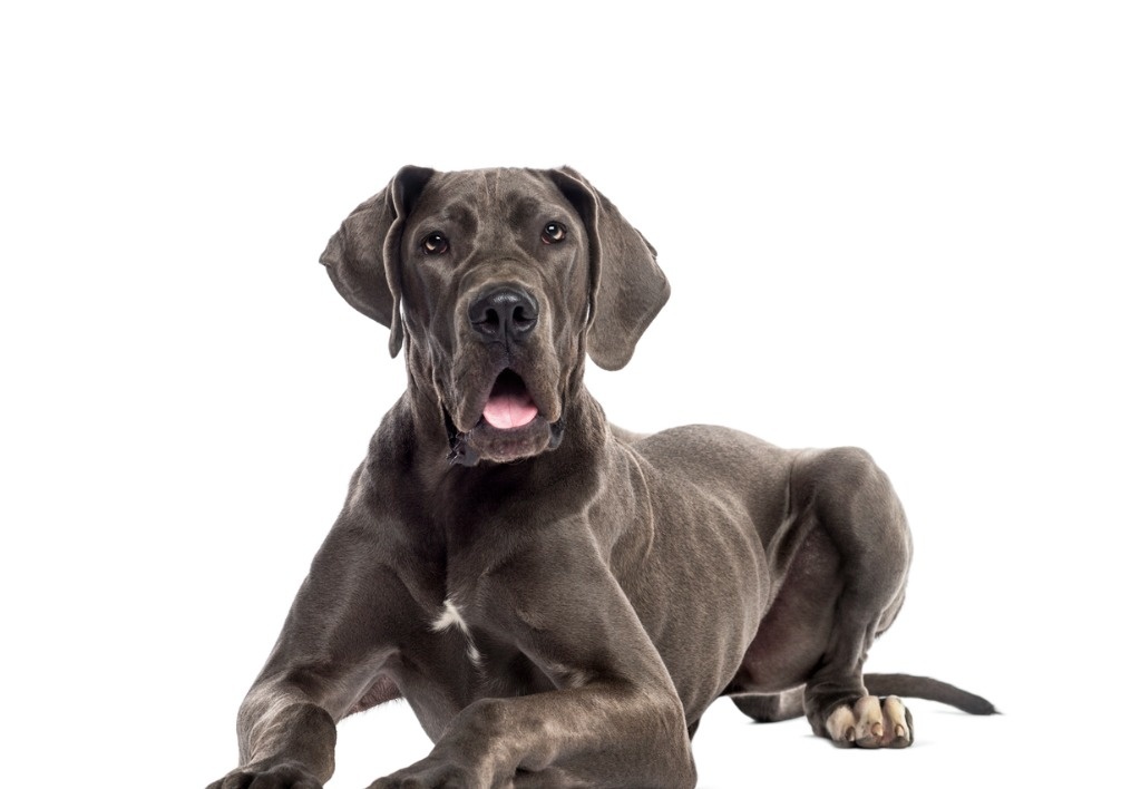 Great Dane Introduction 