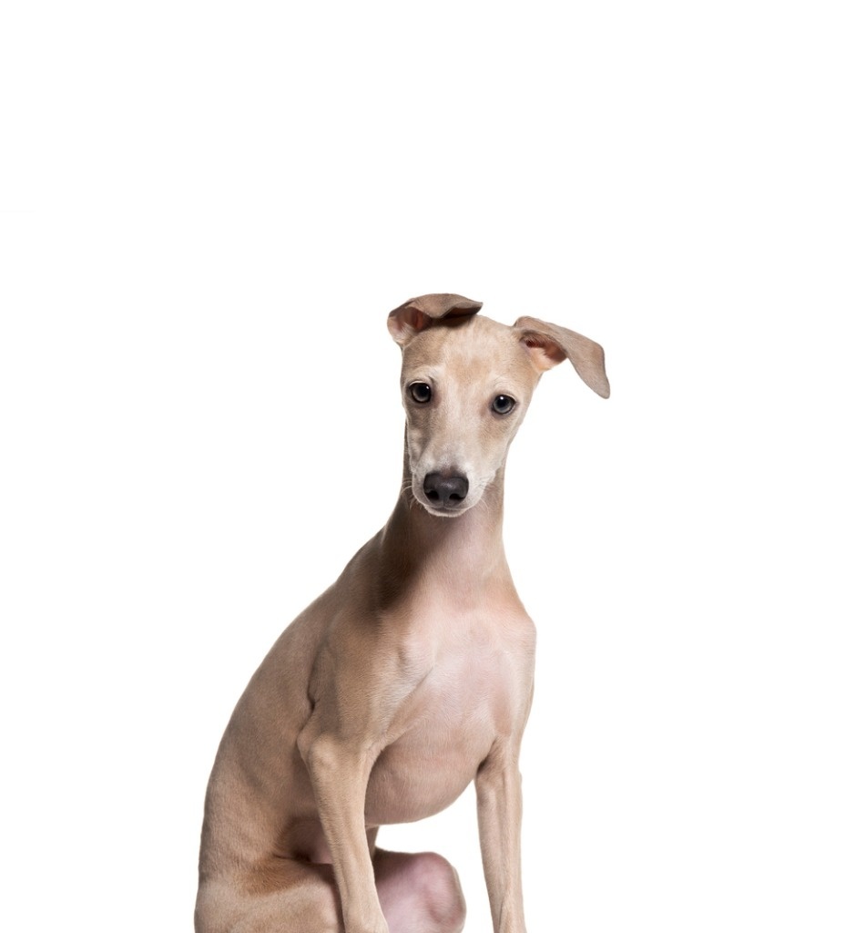 Italian Greyhound Petduka