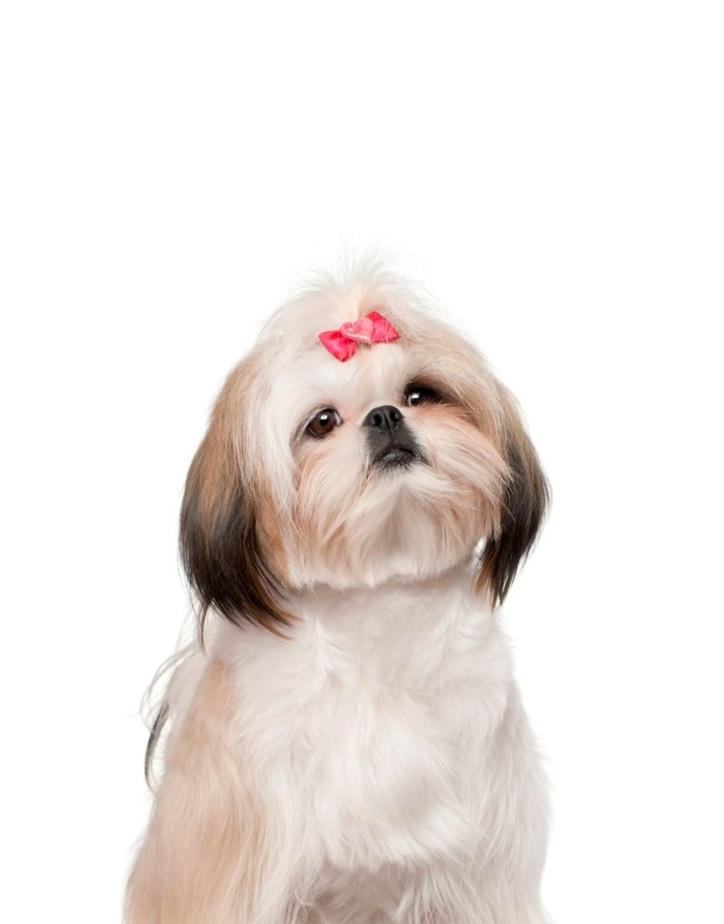 Shihpoo 101: An Intro to the Shih Tzu-Poodle Mix - Doodle Doods