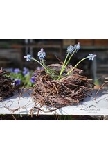 Guinevere Nestje in Bakvorm