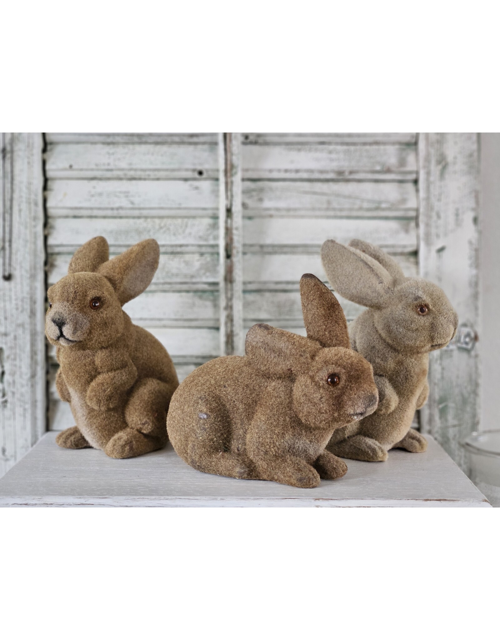 Gevlokte Flock Konijn Haas