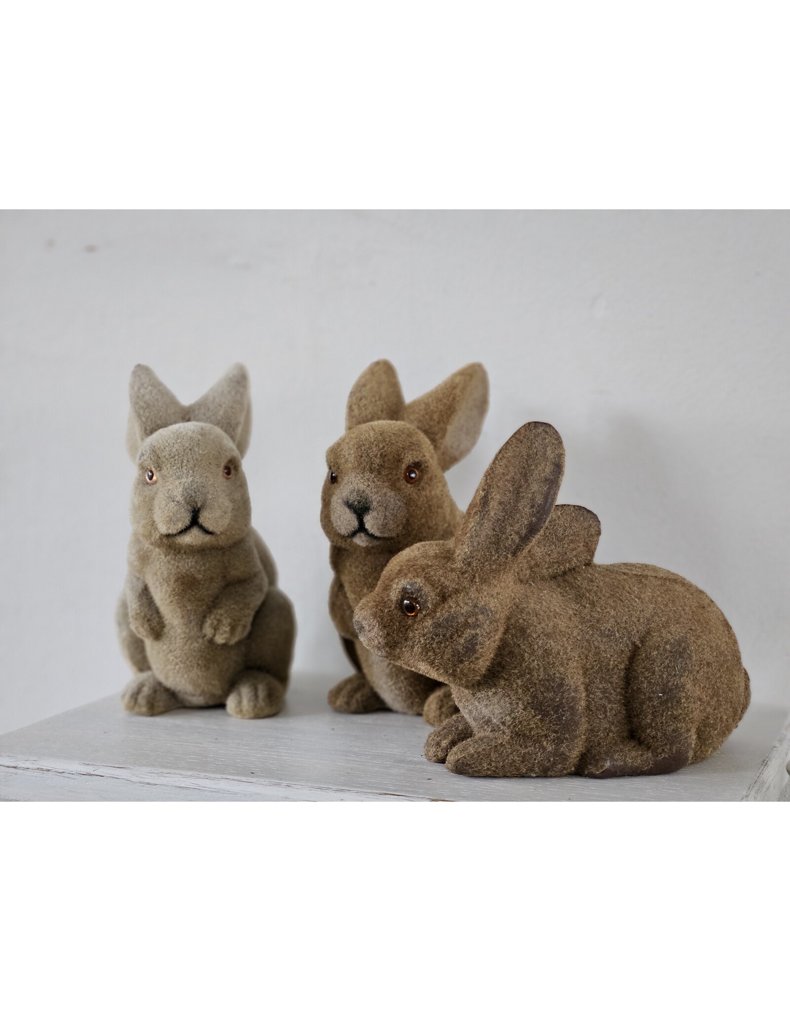 Gevlokte Flock Konijn Haas