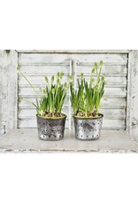 Frans Kaasuitlekpot Metaal