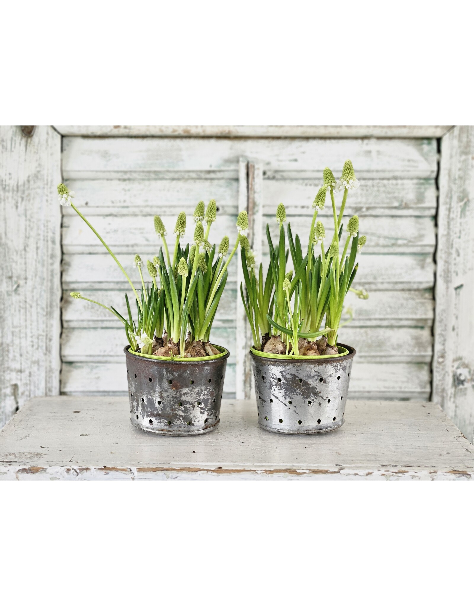 Frans Kaasuitlekpot Metaal