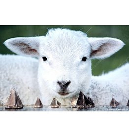 Alu Plaat Skûtsjes en Schaap 30x20cm. geborsteld uv