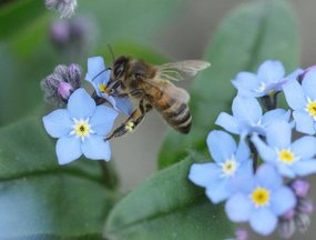 Insectenbeheersing op een natuurlijke manier