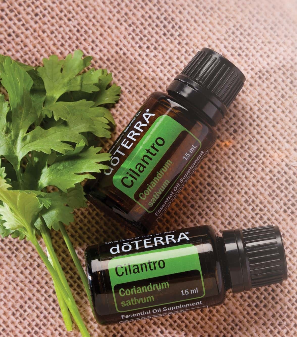 Cilantro essential oil 15 ml. Bliz Wellness