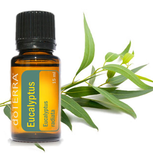 DōTERRA essential oils Eucalyptus Essential Oil blend 15 ml. - Bliz Wellness