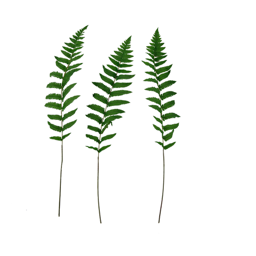 STALKER High Quality Artificial Long Silk Ferns (3-Pieces)