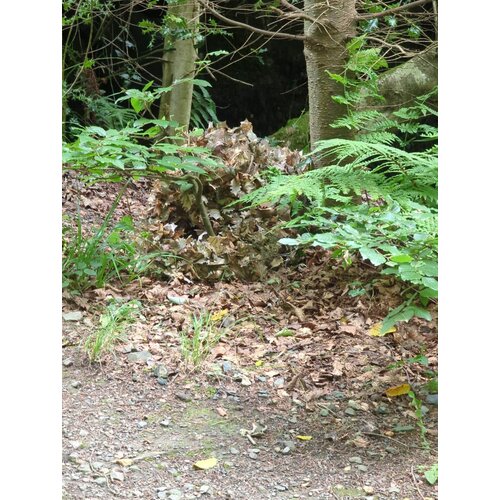 STALKER Brauner Eichenblatt-Anzug - M/L