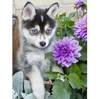 thumb-Husky mignon - puzzle de 500 pièces XXL-1