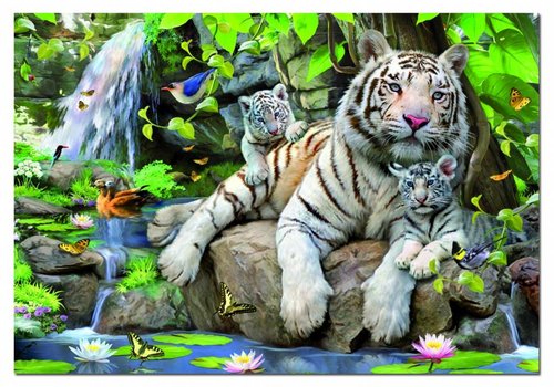  Educa tigres blancs du Bengale - 1000 pièces 