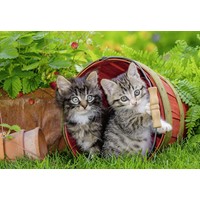 thumb-Kittens on a voyage of discovery - 2 puzzles of 12 pieces-2