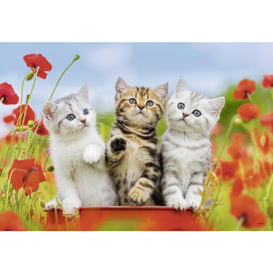 Kittens on a voyage of discovery - 2 puzzles of 12 pieces-3