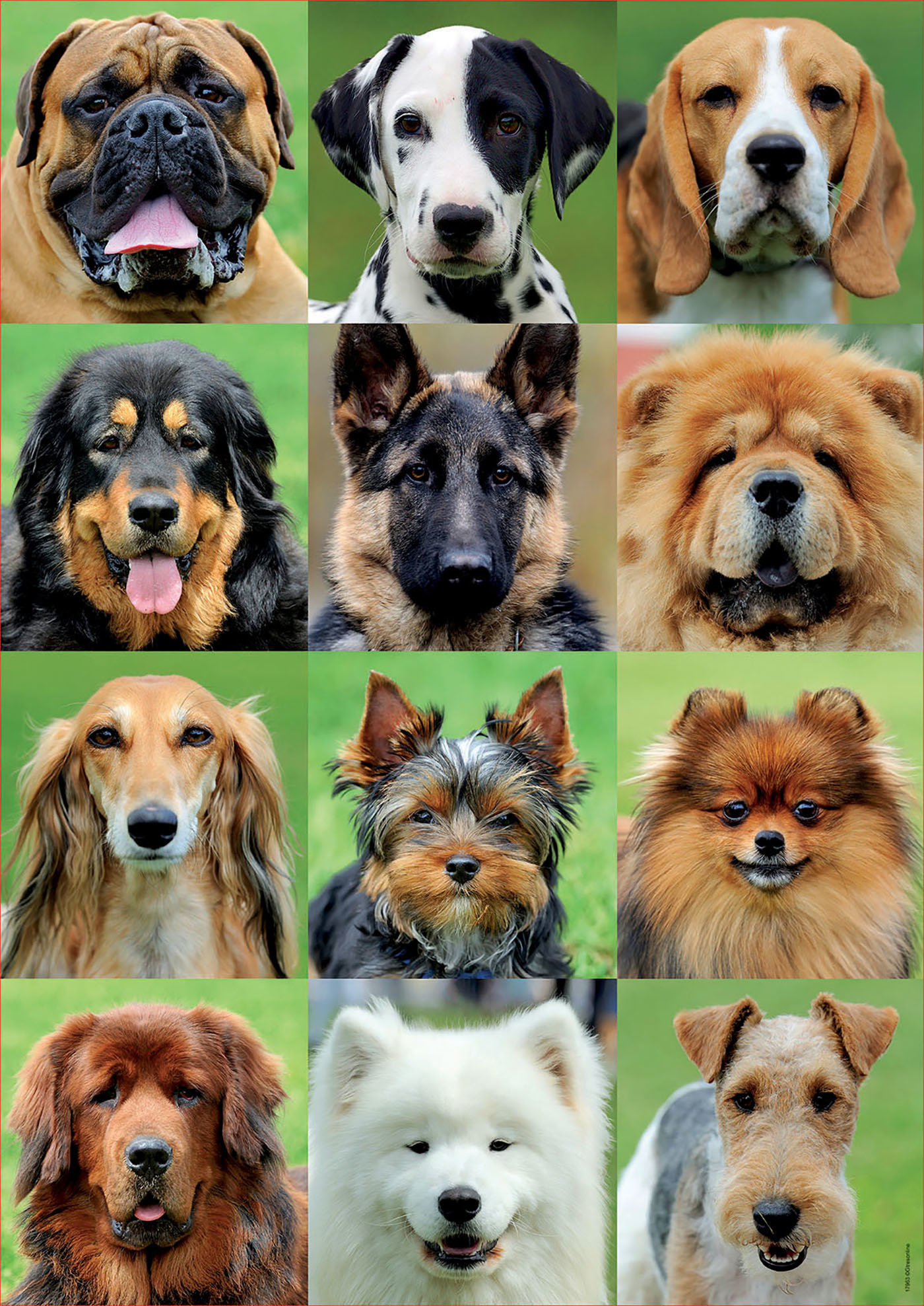 Красивые названия собак. Разные породы собак. Породы всех собак. Популярные породы собак. Иллюстрации собак разных пород.