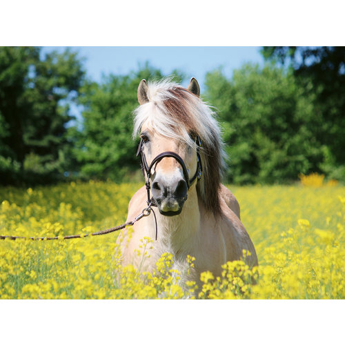  Ravensburger Horse among the flowers  - 500 pieces 