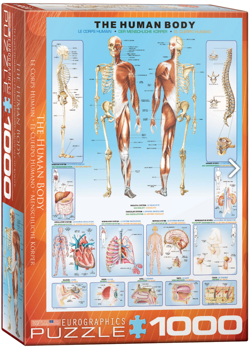 Анатомический плакат. Плакат анатомия человека. Плакаты по анатомии человека. Плакат человеческого тела. Постер тело человека.
