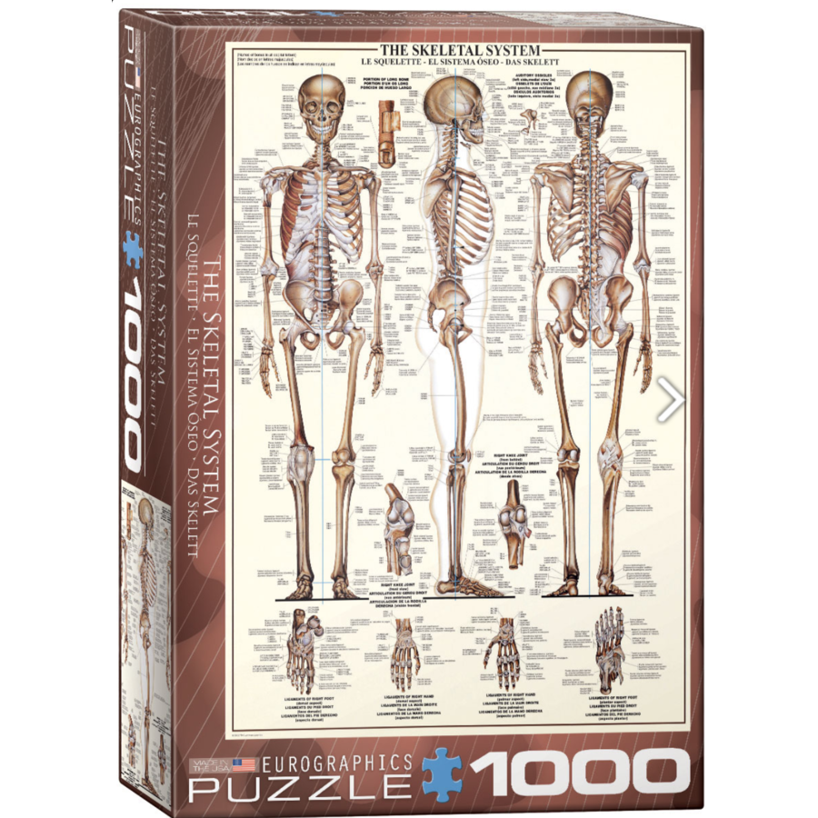 The skeletal system - 1000 pieces - jigsaw puzzle-1