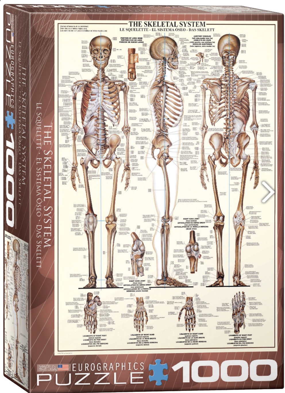 Анатомический плакат. Скелетная система человека плакат. Человеческий скелет. Скелет человека анатомия. Кости человека и их названия.