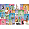 Eurographics Puzzles Yoga Dogs - Collage - puzzle de 1000 pièces